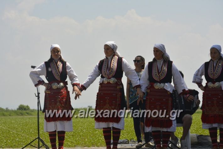 alexandriamou.gr_trikala28.5.2018044